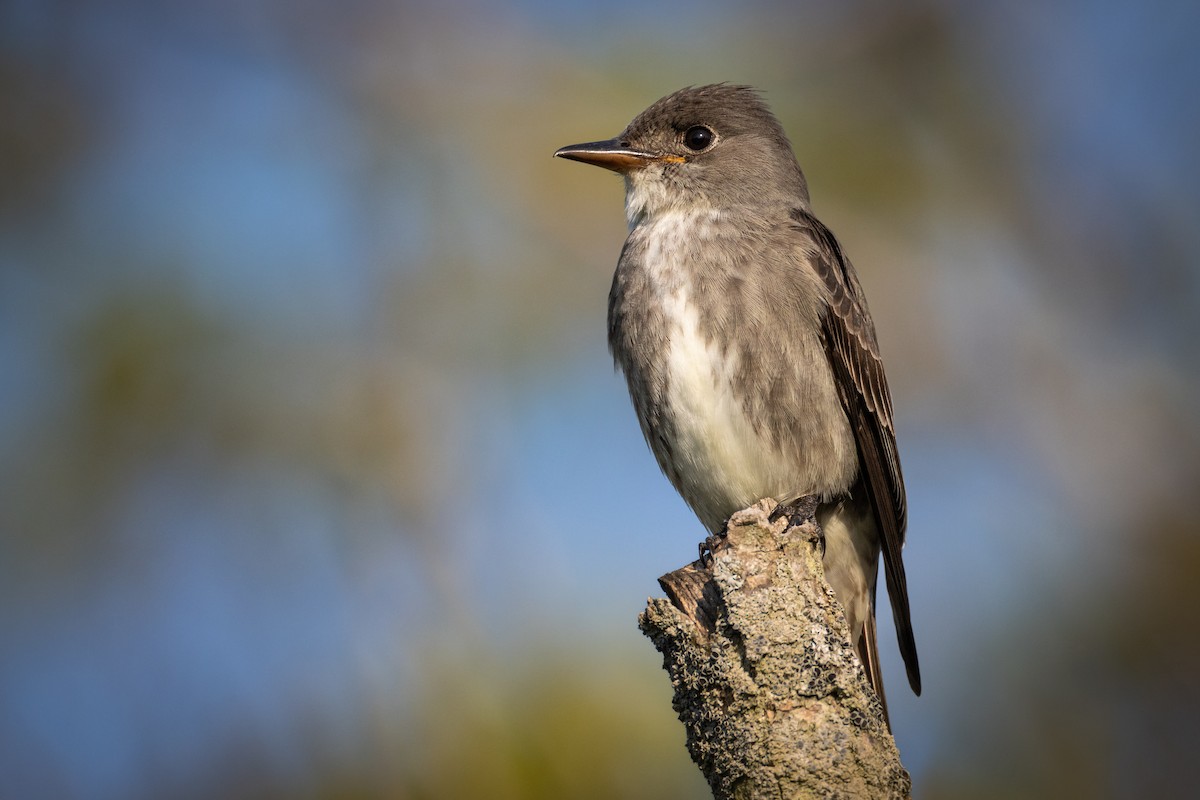 Olive-sided Flycatcher - ML578015421