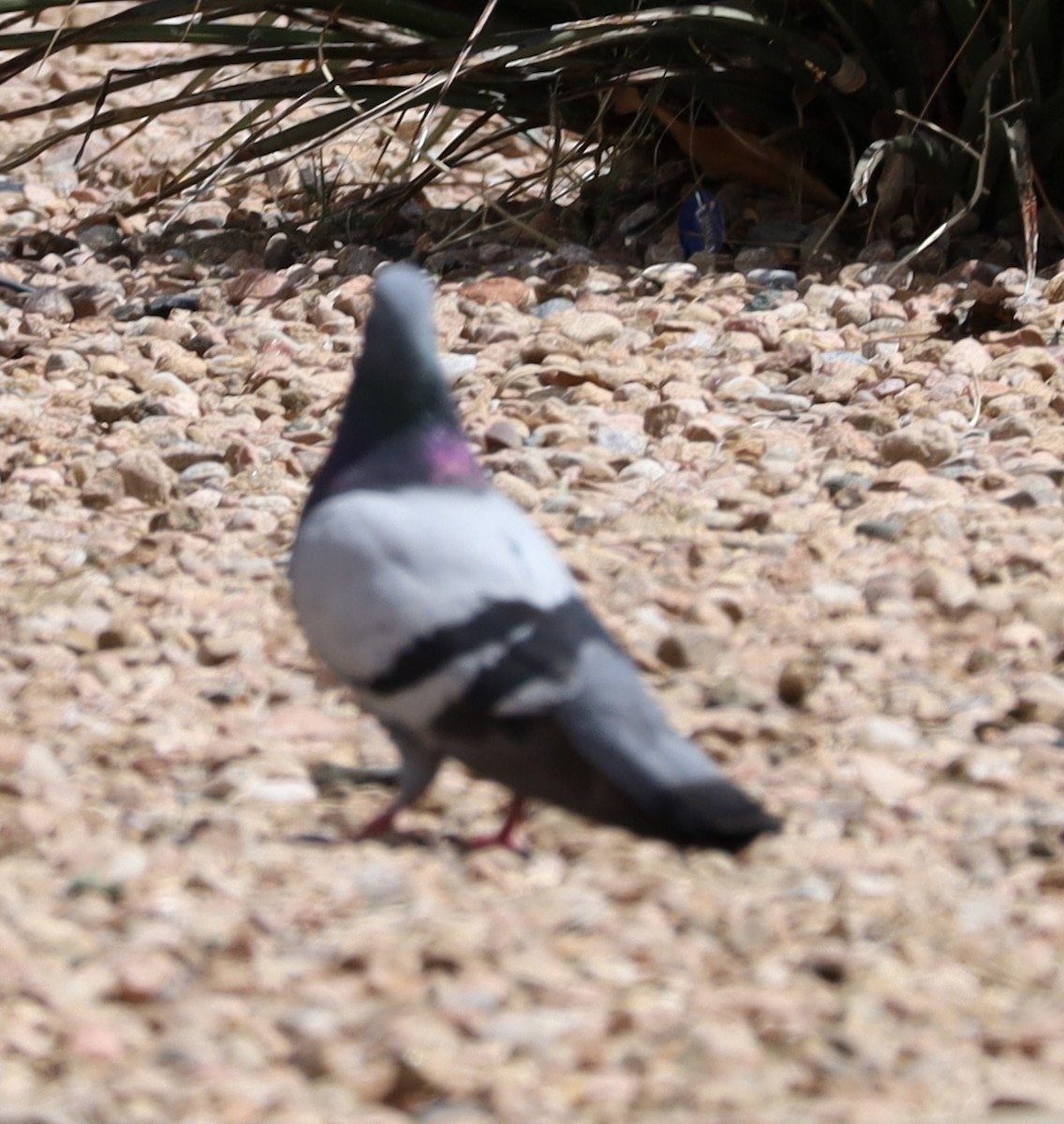 Rock Pigeon (Feral Pigeon) - ML578016071