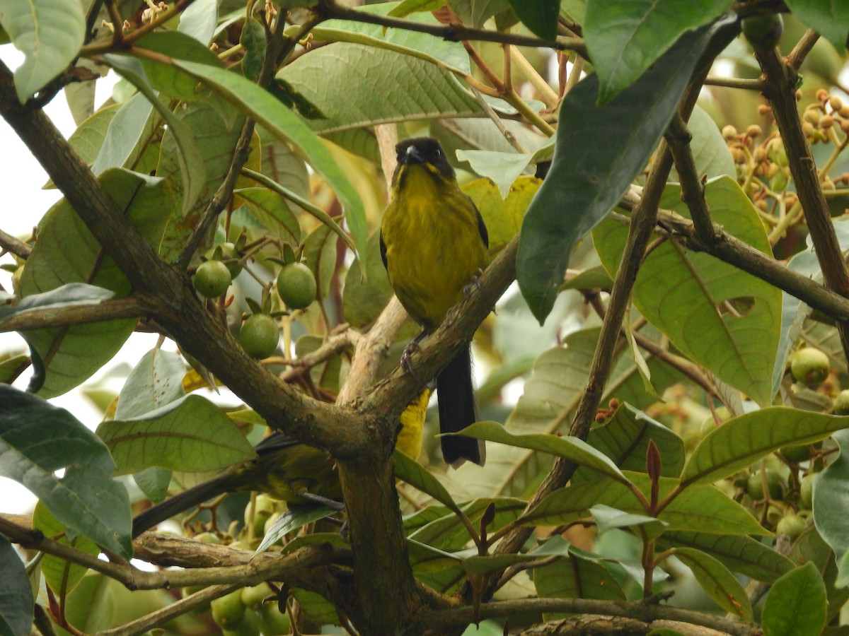 Dusky-headed Brushfinch - ML578018581