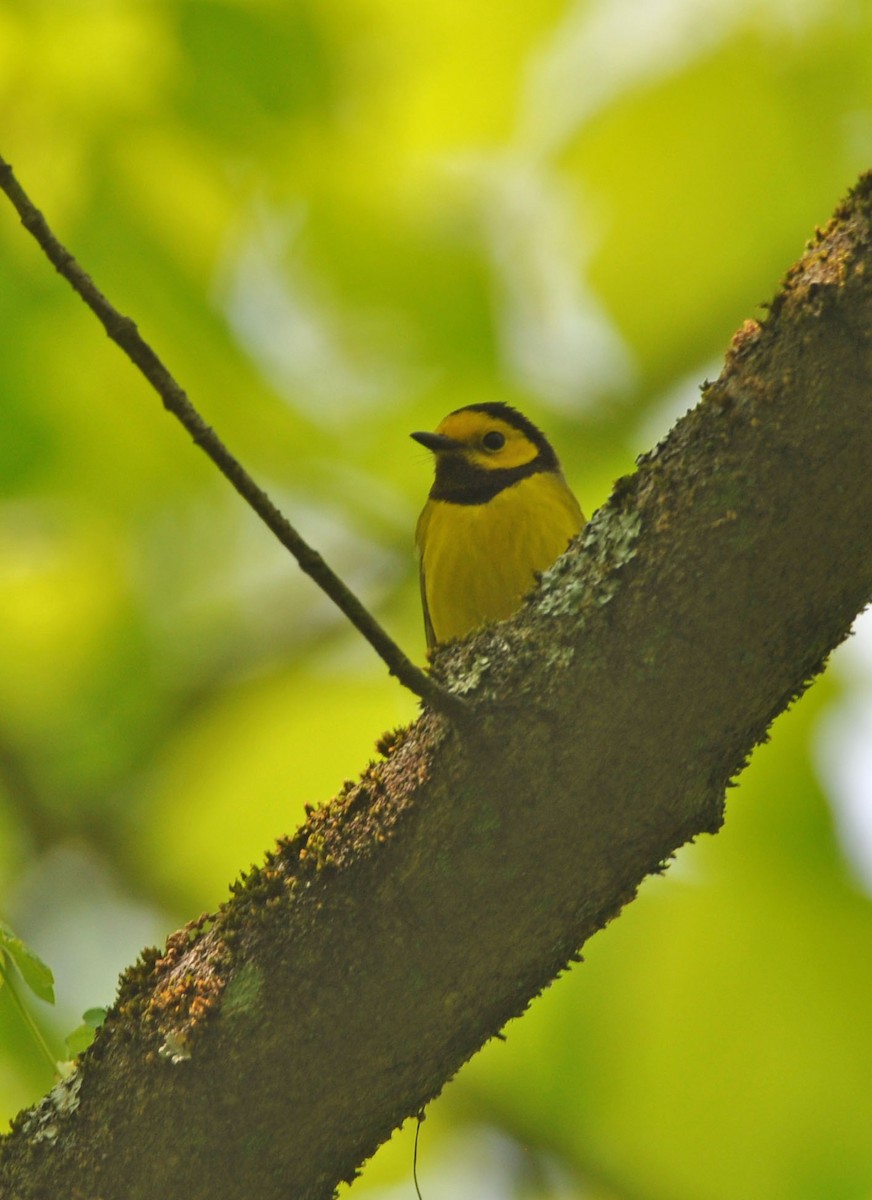 Hooded Warbler - ML578020191