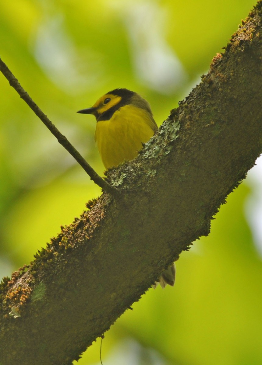 Hooded Warbler - ML578020211