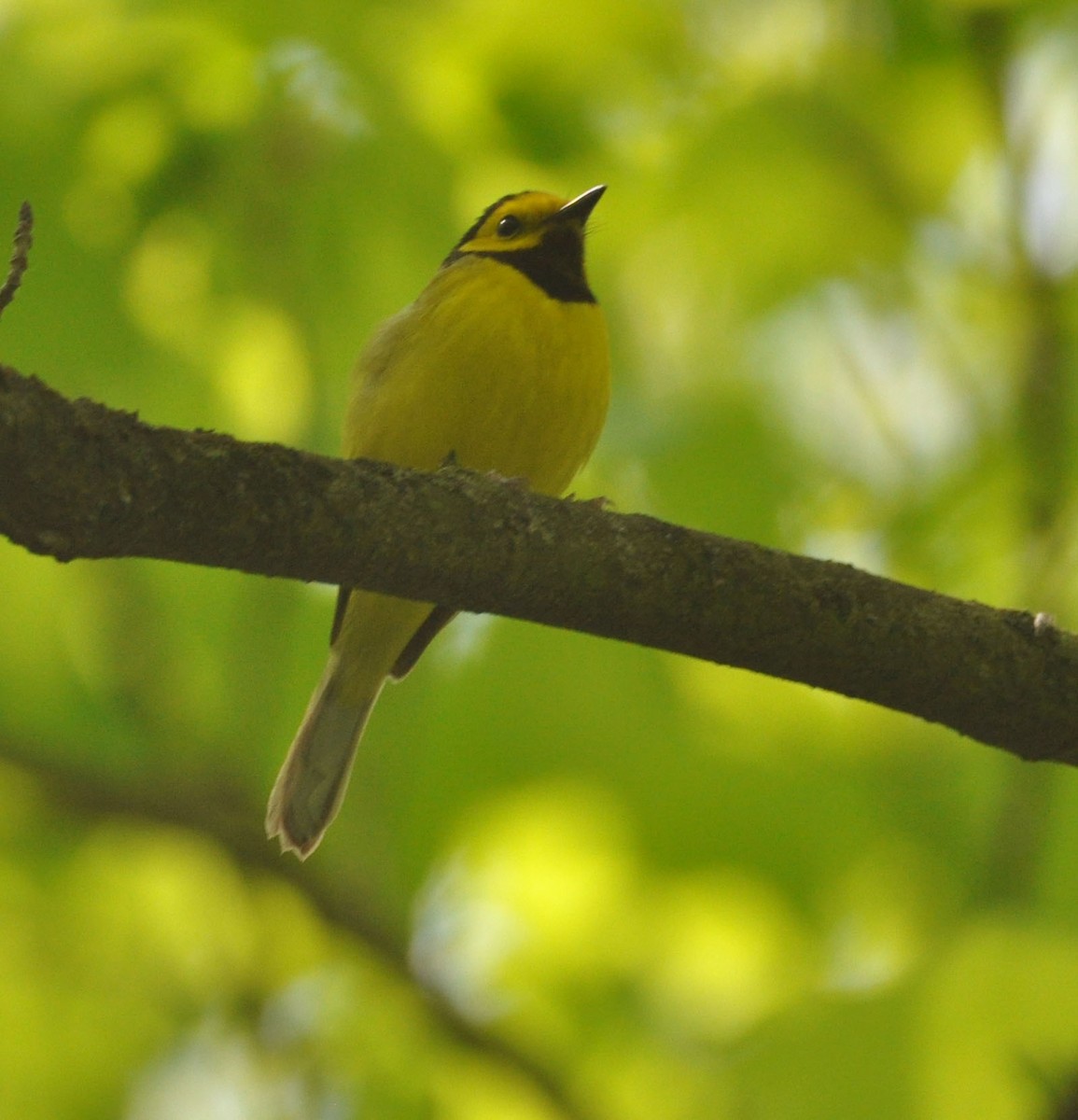 Hooded Warbler - ML578020221