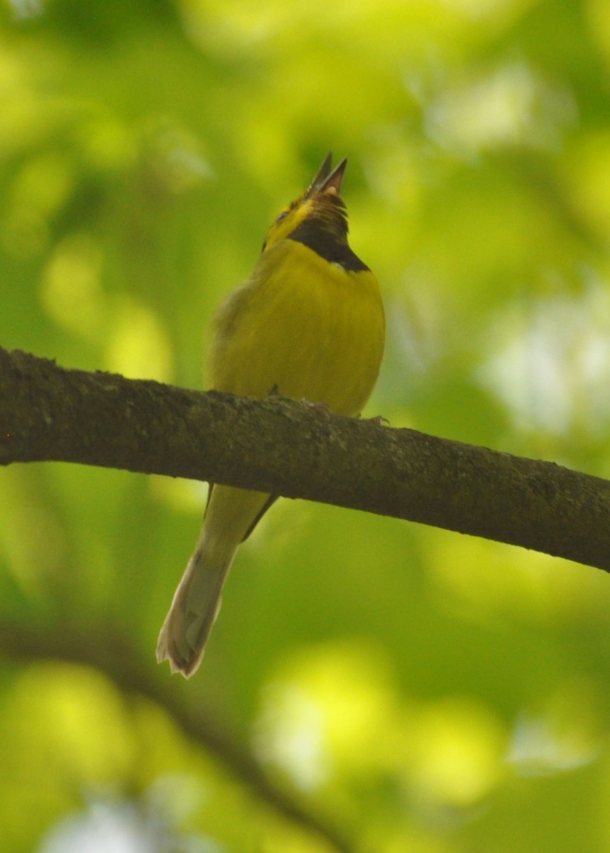 Hooded Warbler - ML578020231