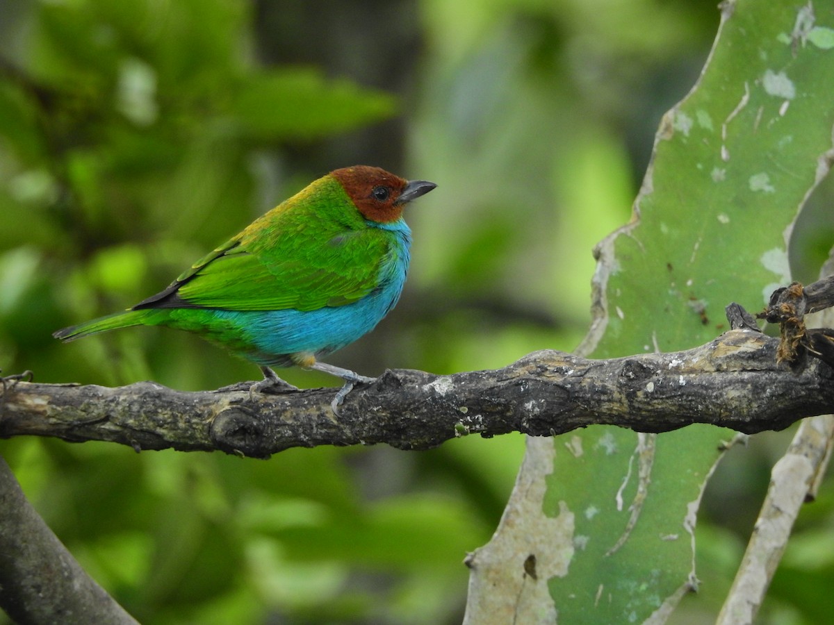 Bay-headed Tanager - ML578022381