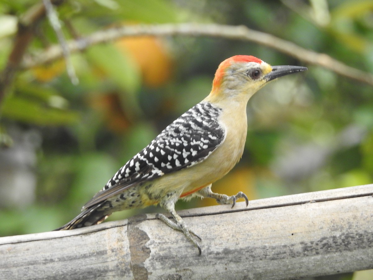 Red-crowned Woodpecker - ML578024281