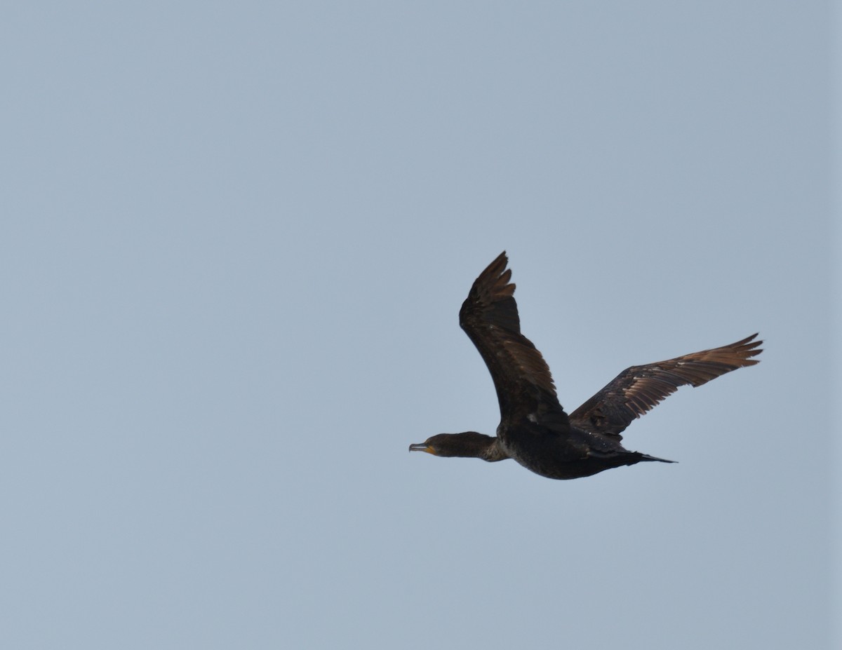 Double-crested Cormorant - ML578025451