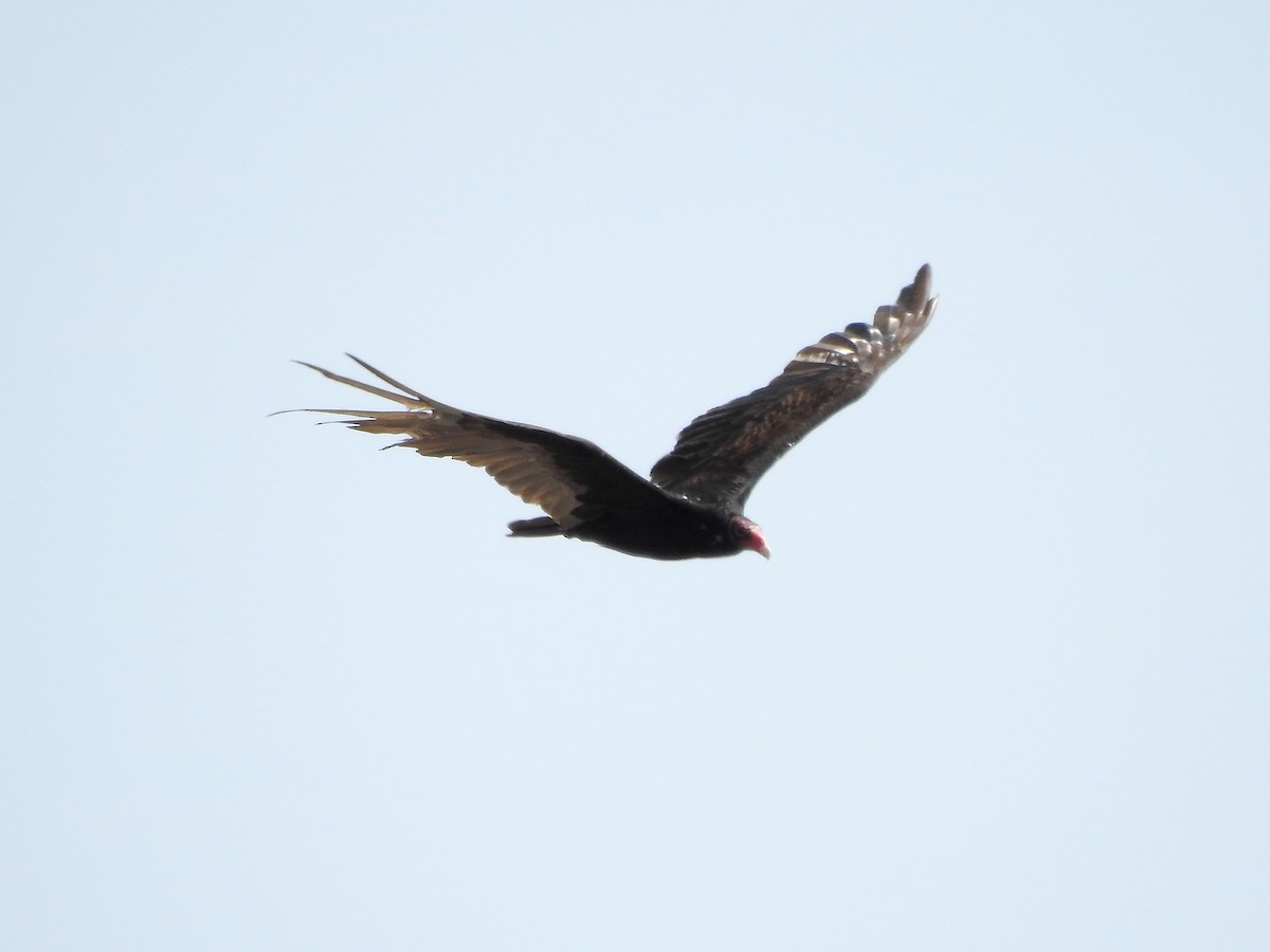 Turkey Vulture - ML578025701