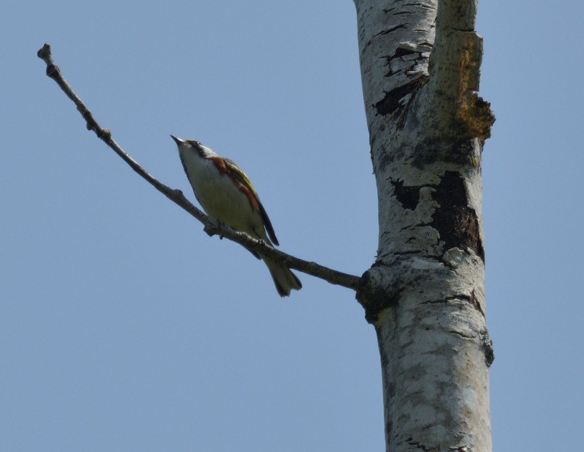 Chestnut-sided Warbler - ML578025711