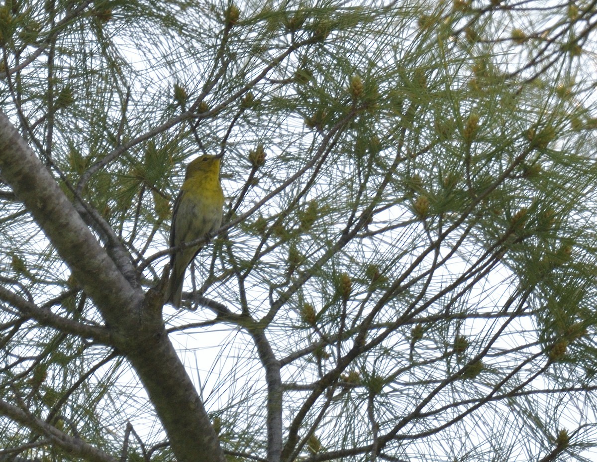 Pine Warbler - ML578026721