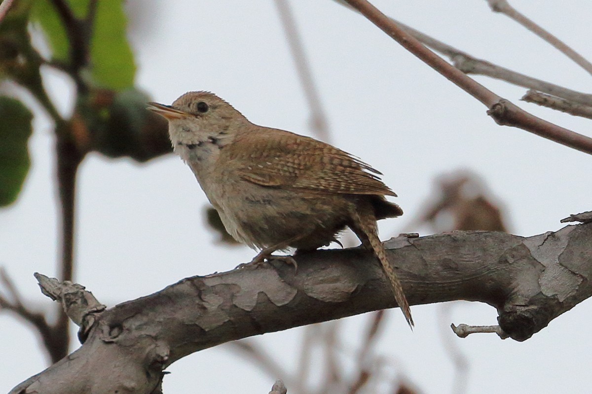 Northern House Wren - ML578027041