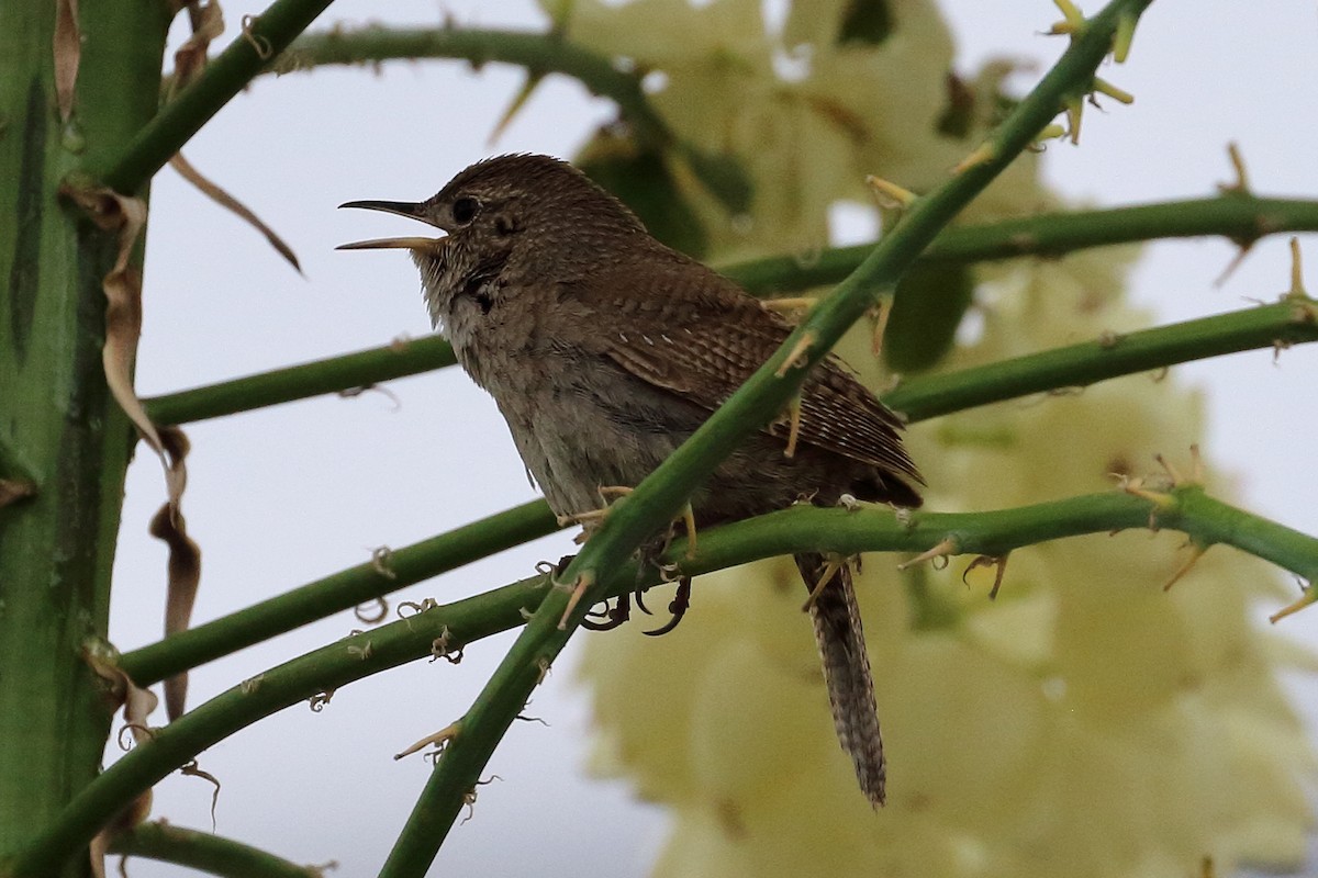 Northern House Wren - ML578027061