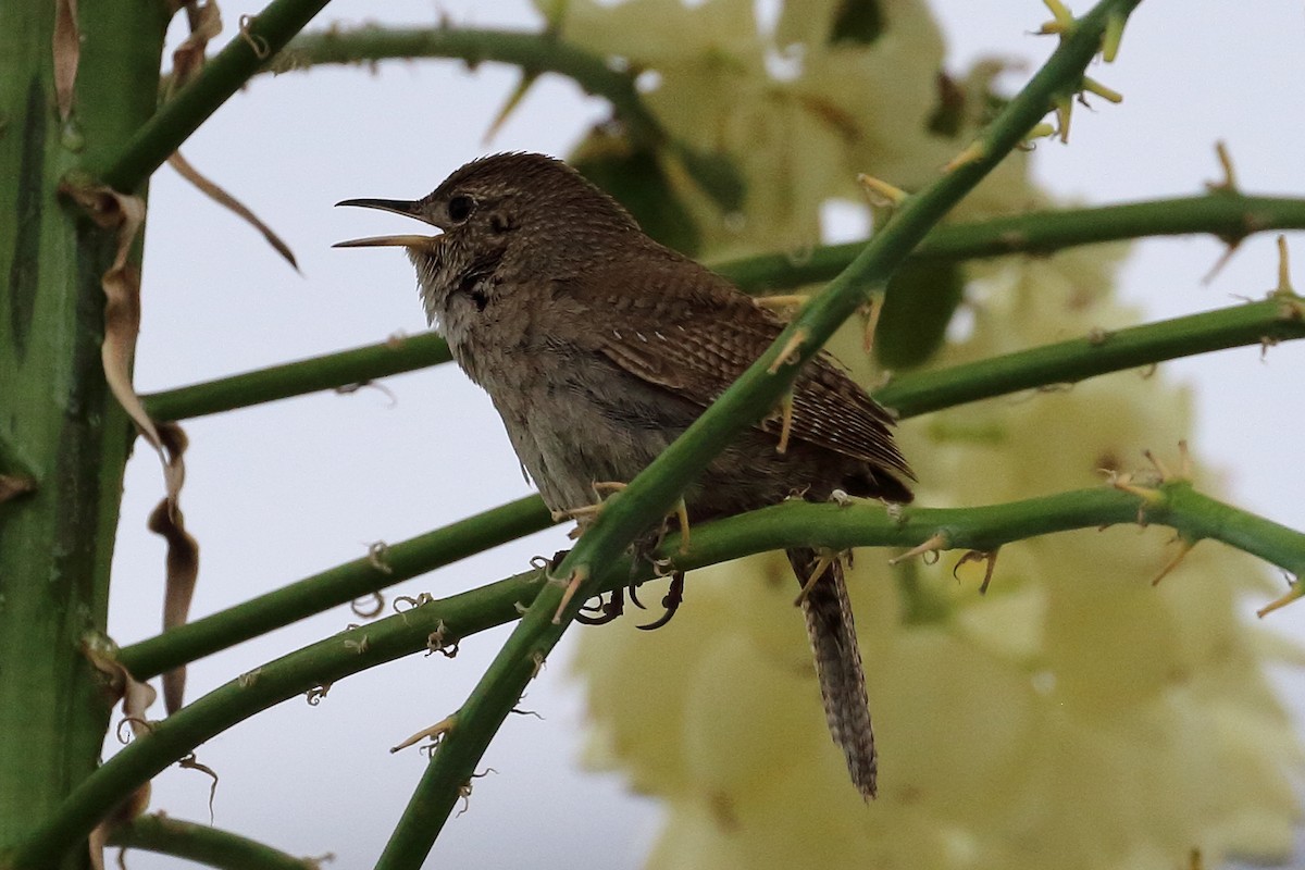 House Wren - ML578027061