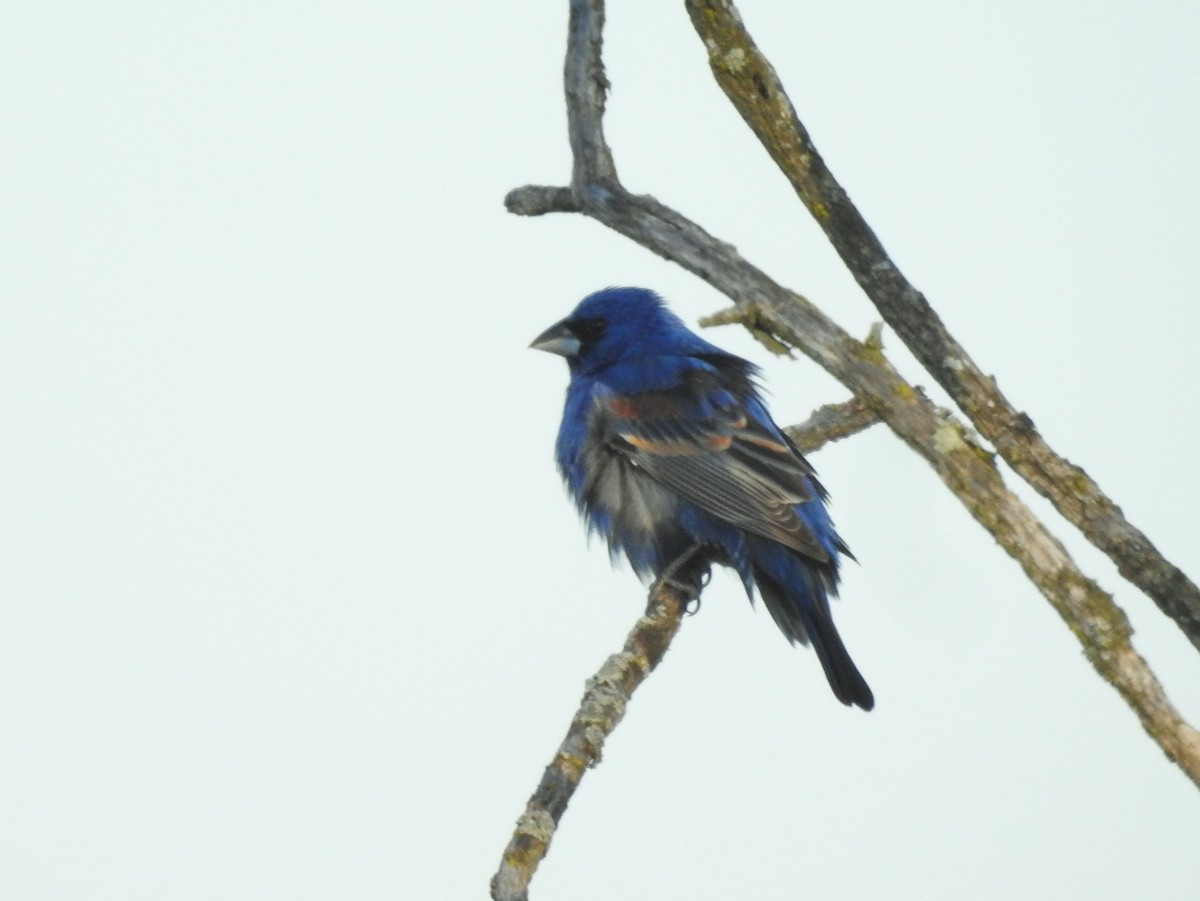 Guiraca bleu - ML578027281