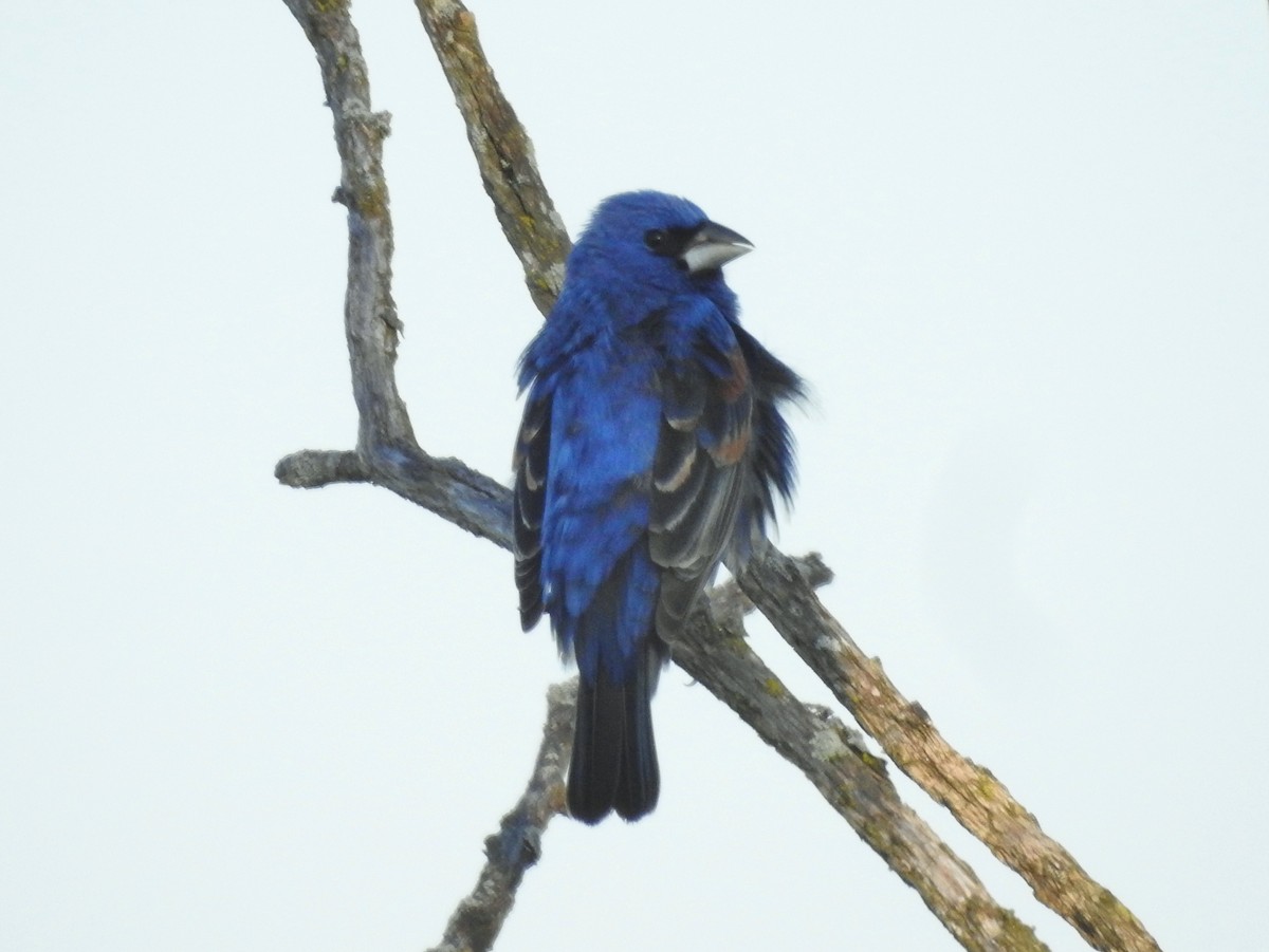 Guiraca bleu - ML578027291