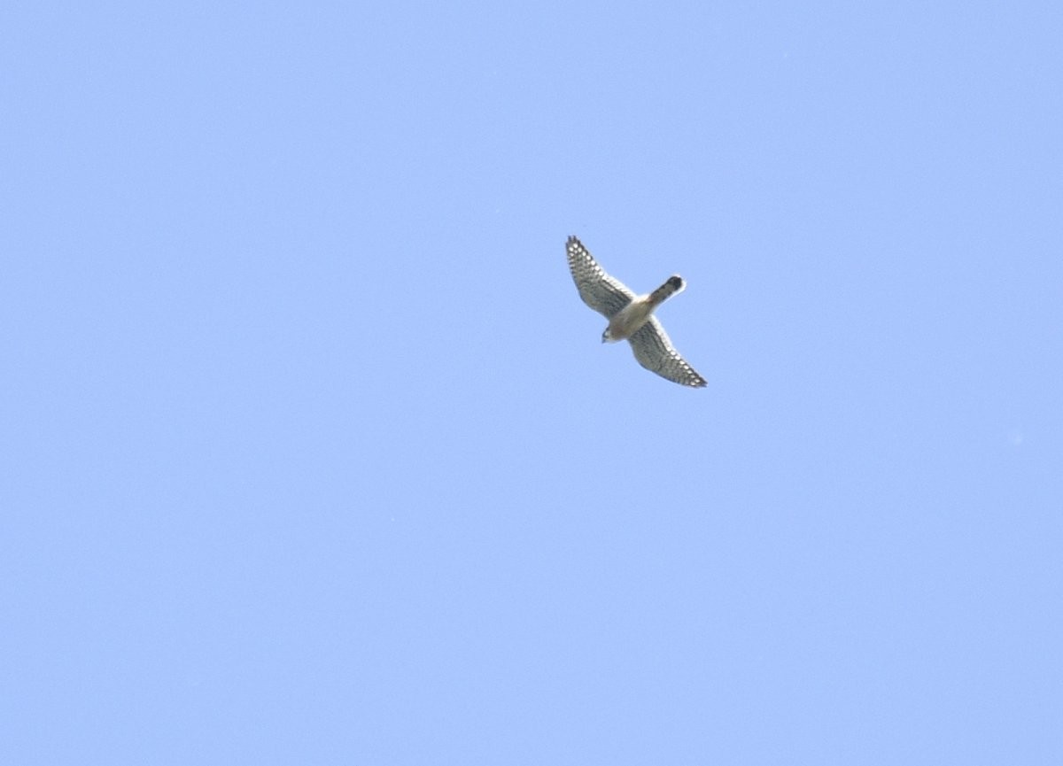 American Kestrel - ML578028451