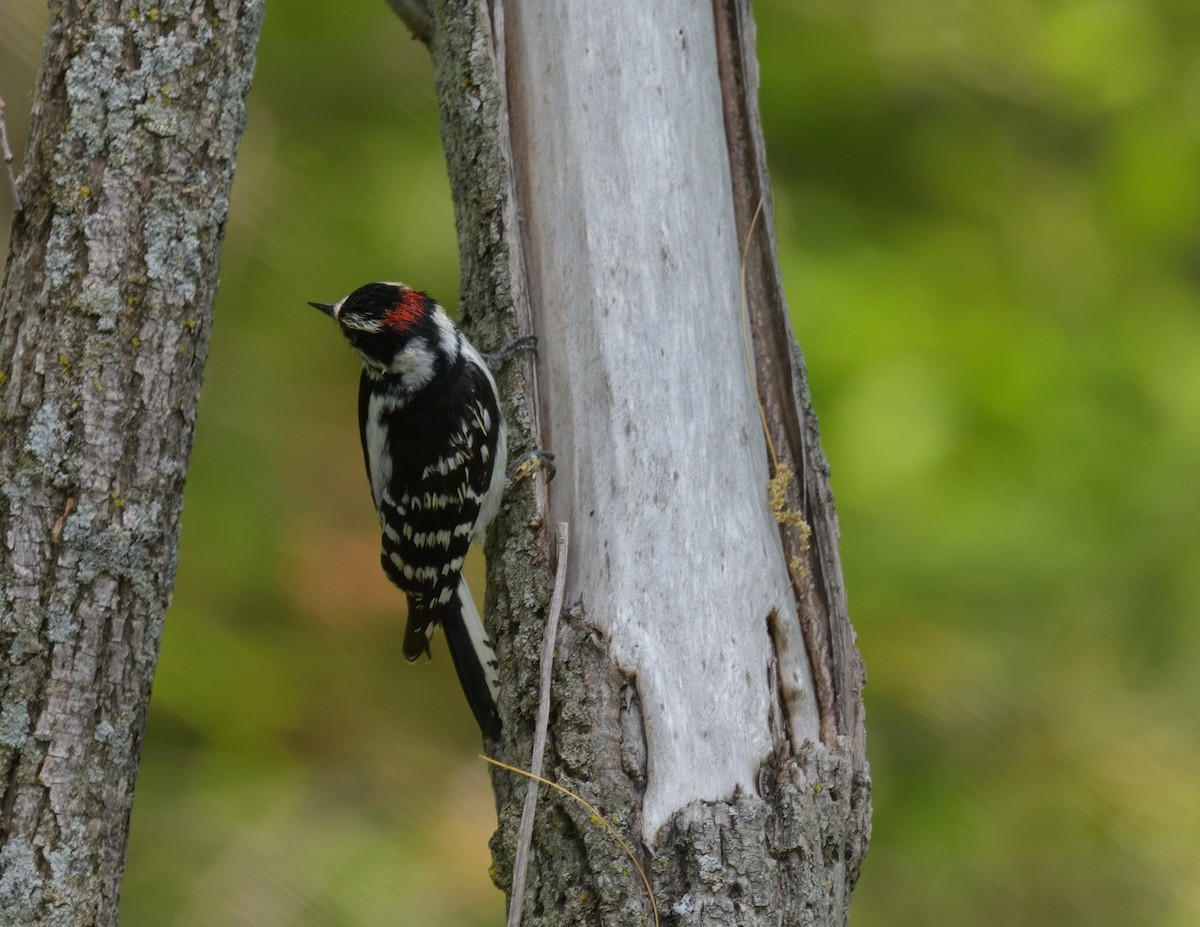 Downy Woodpecker - ML578029011