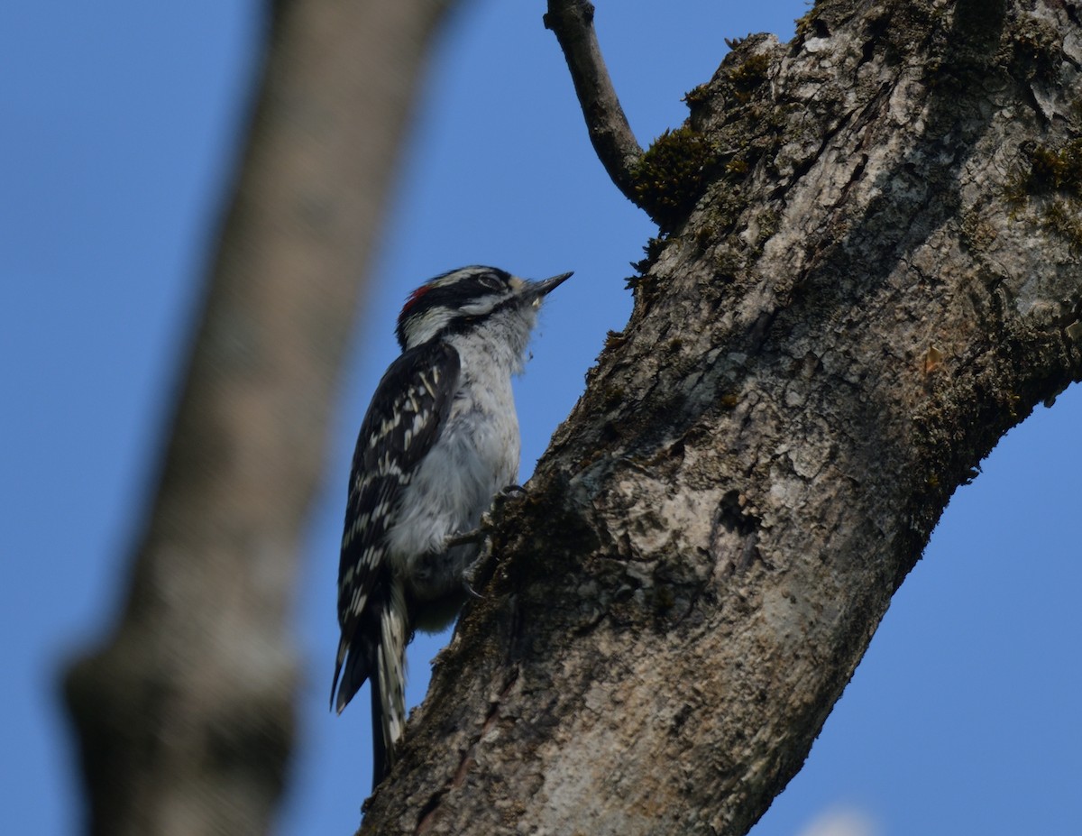 Downy Woodpecker - ML578029031