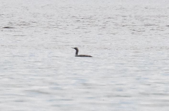 Red-throated Loon - ML578030491