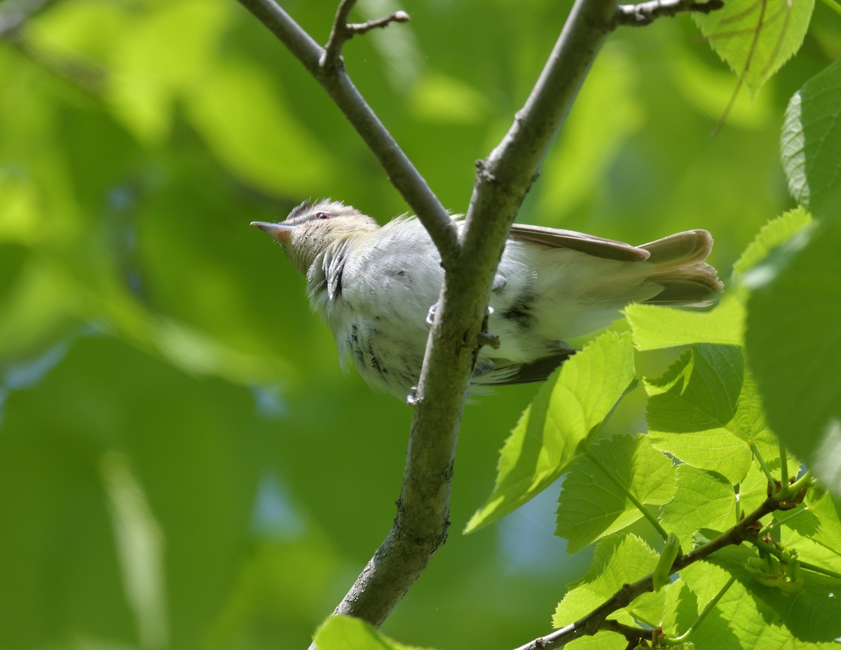 Kızıl Gözlü Vireo - ML578030631