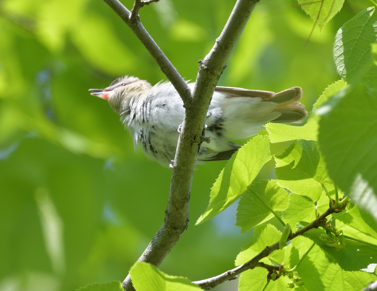 Kızıl Gözlü Vireo - ML578030681