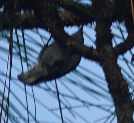 Brown-headed Nuthatch - John McCallister