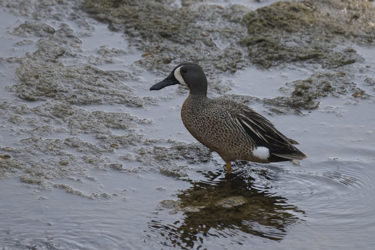 Blue-winged Teal - ML578034261