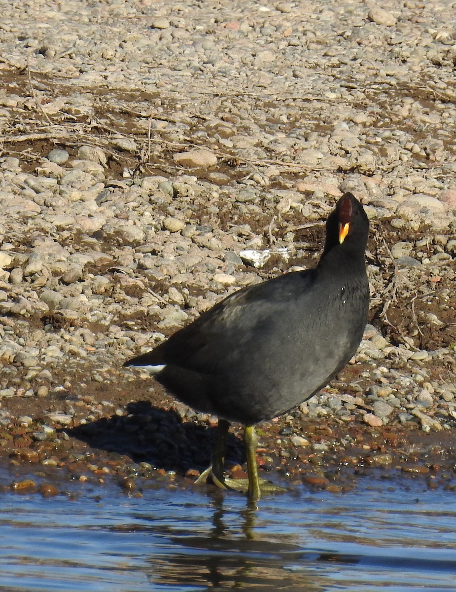 Red-fronted Coot - adriana centeno