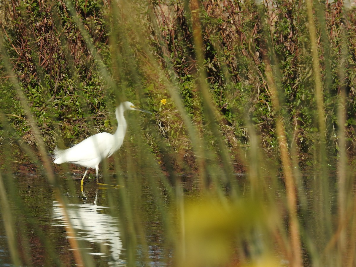 Snowy Egret - ML578038381