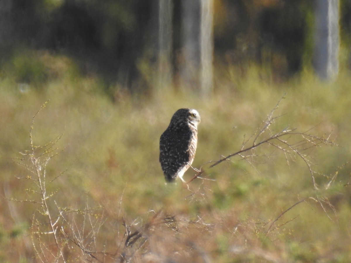 Burrowing Owl - adriana centeno