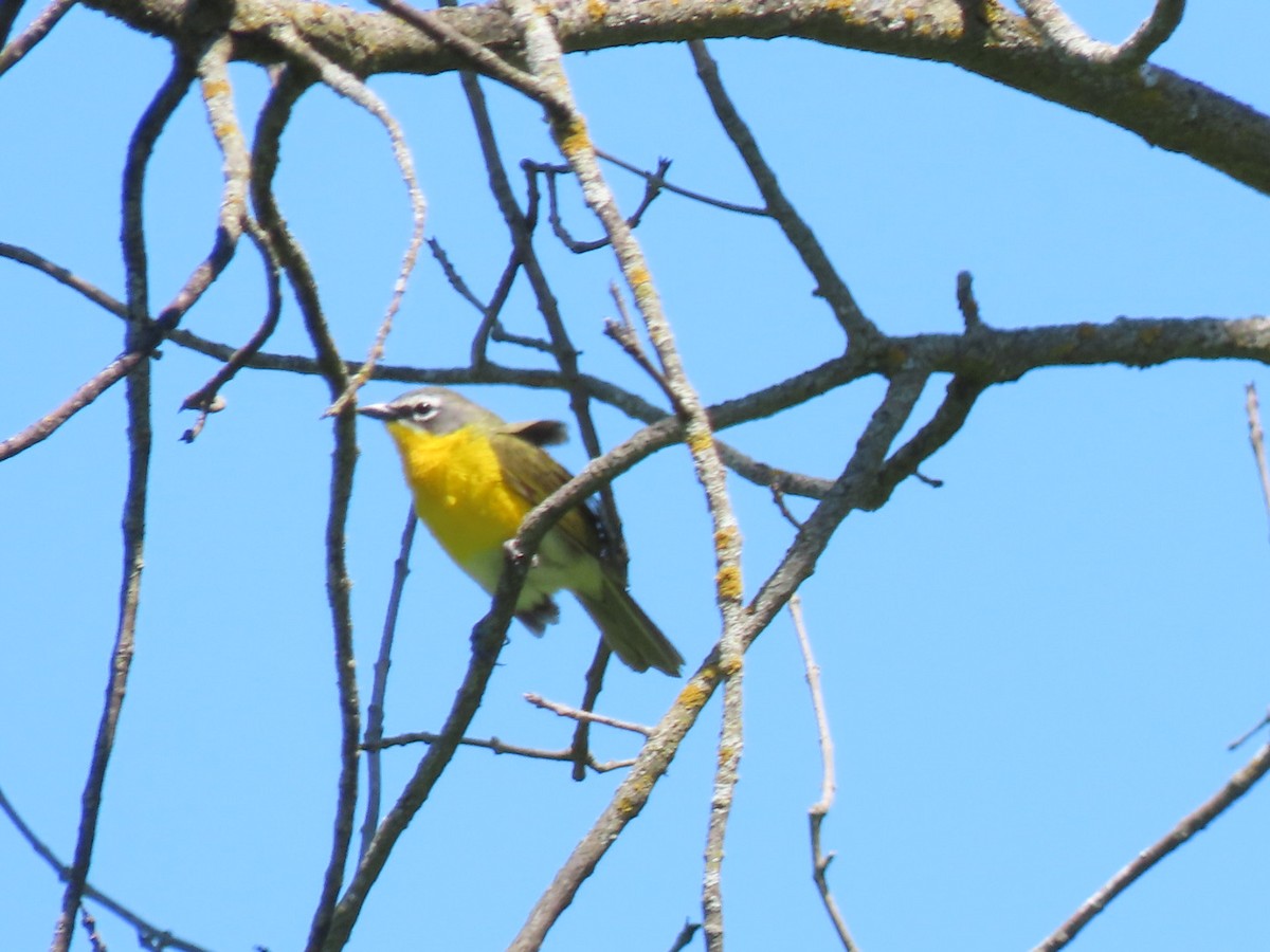 Yellow-breasted Chat - ML578039241