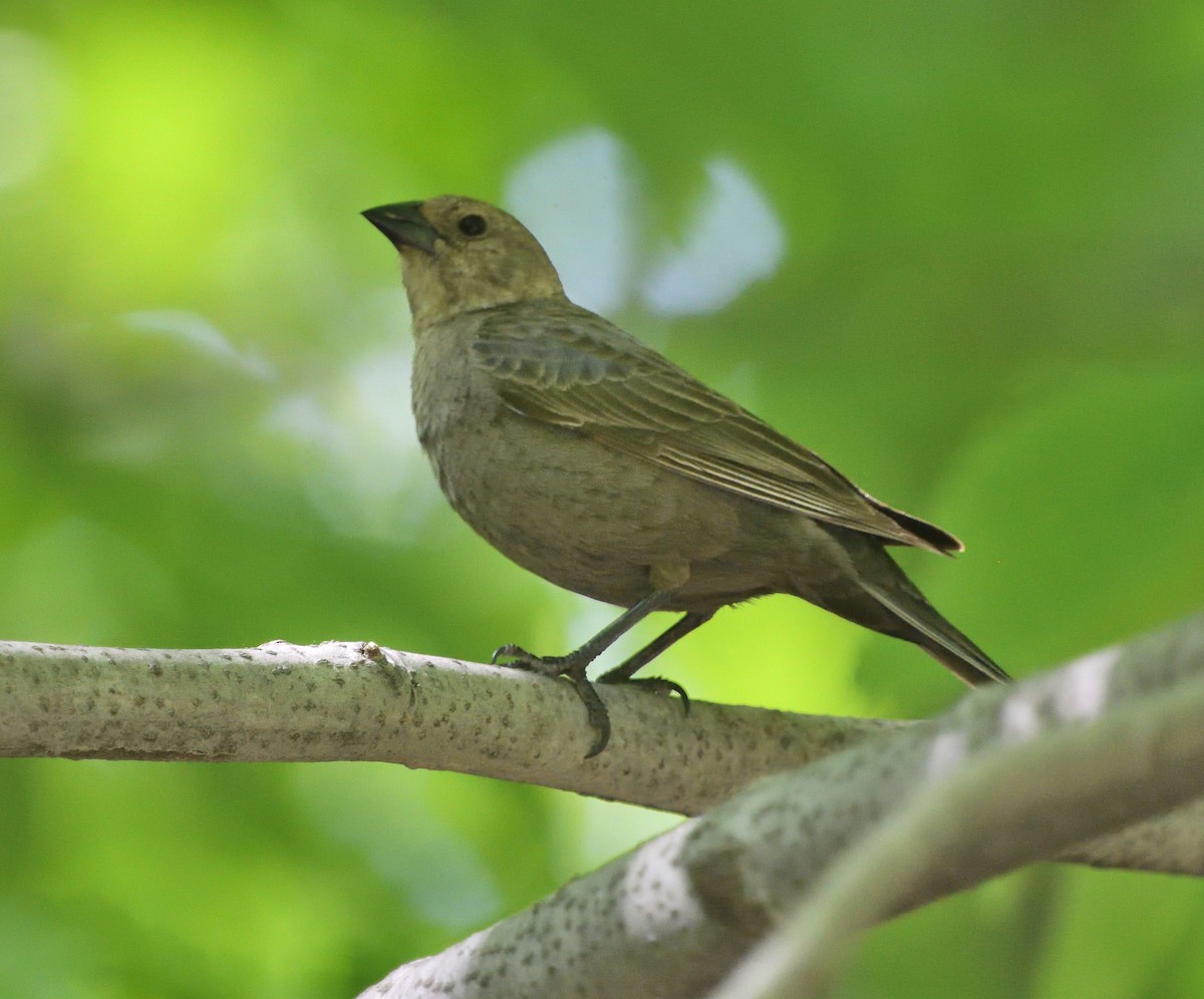 Brown-headed Cowbird - ML578039471