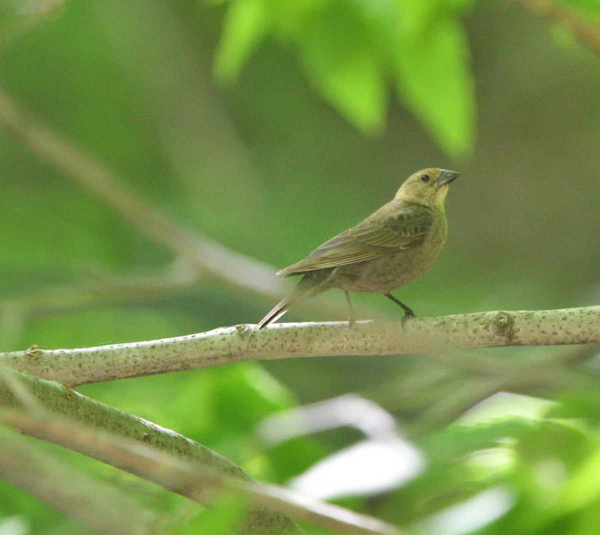 Brown-headed Cowbird - ML578039481