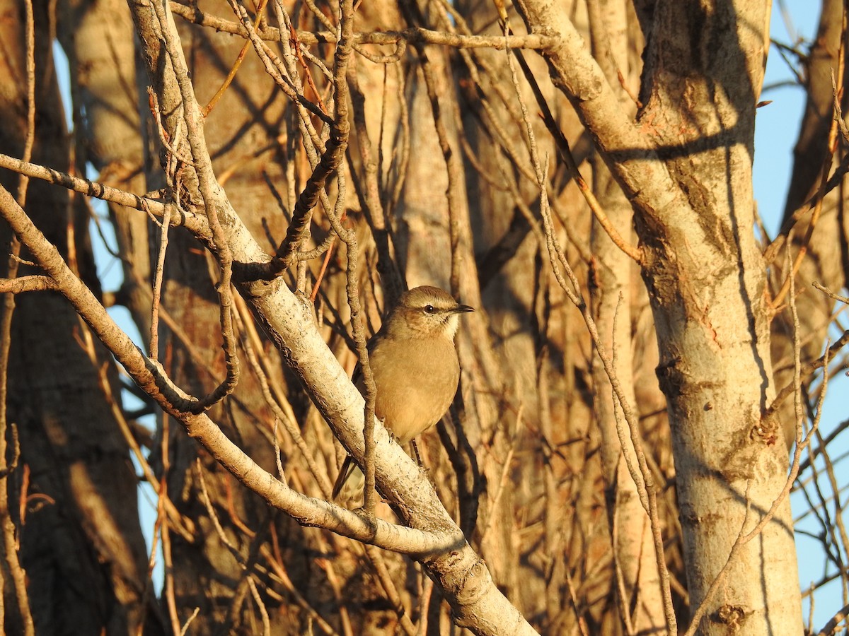 Patagonian Mockingbird - adriana centeno