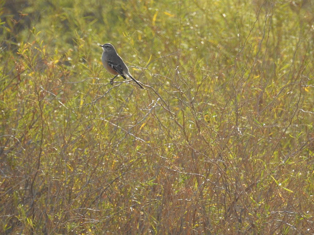 Patagonian Mockingbird - adriana centeno