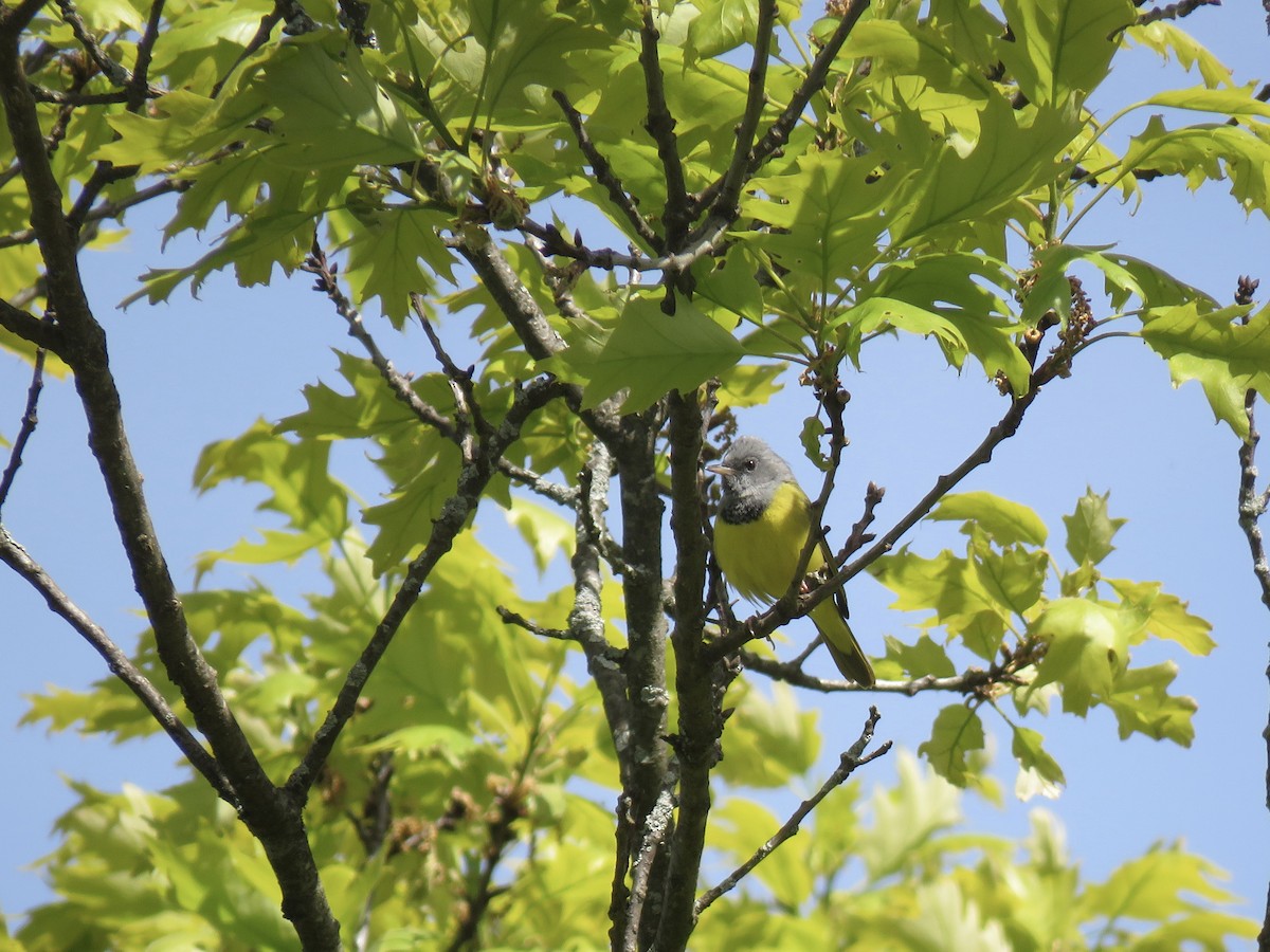 Mourning Warbler - ML578039891