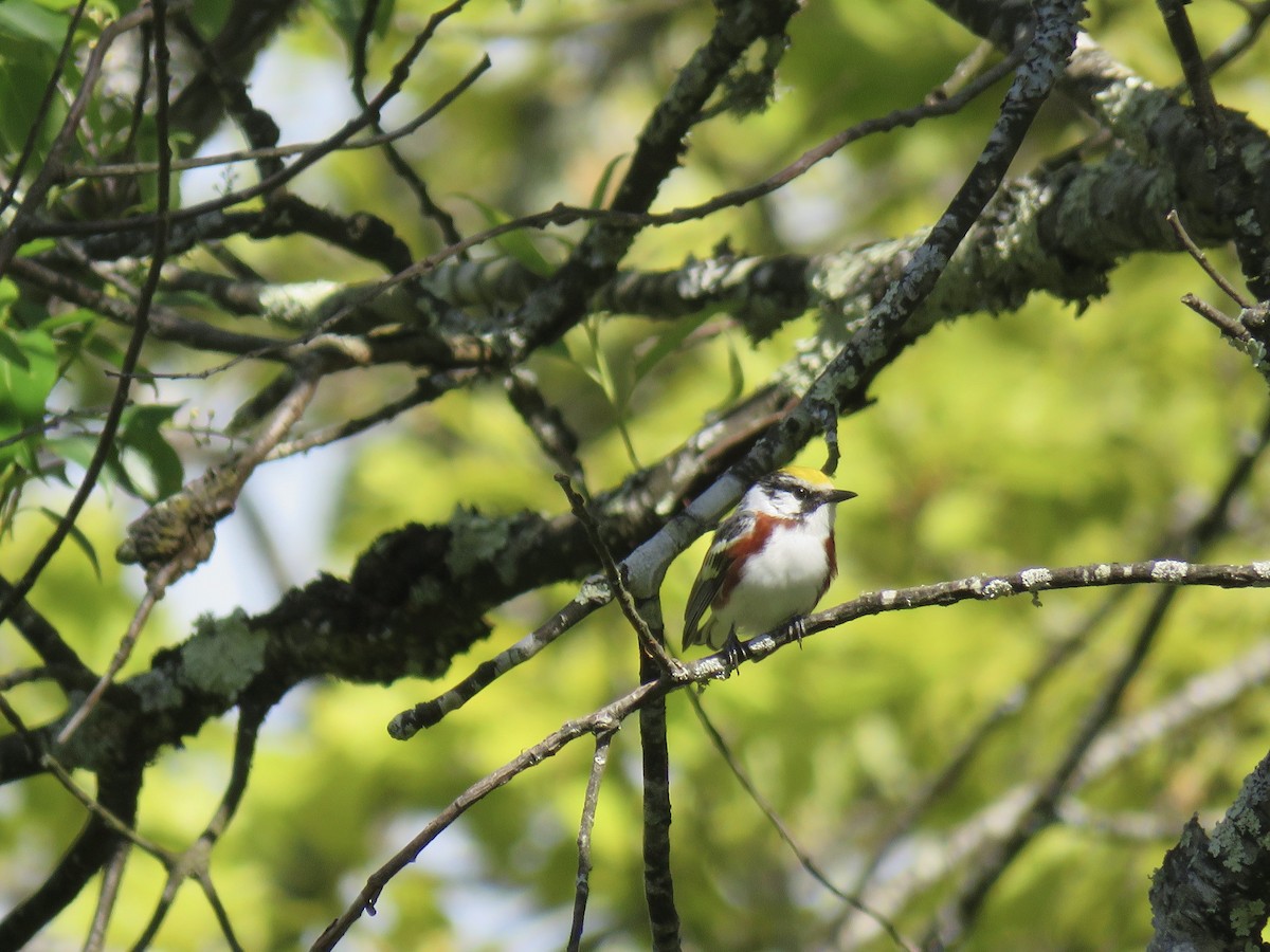 Chestnut-sided Warbler - ML578039981