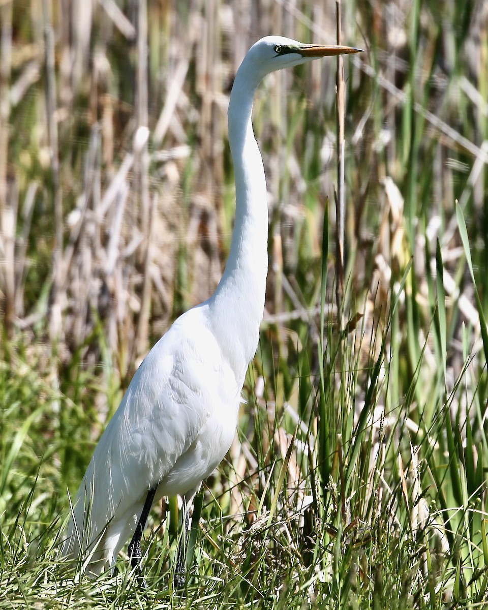 Great Egret - Cate Hopkinson