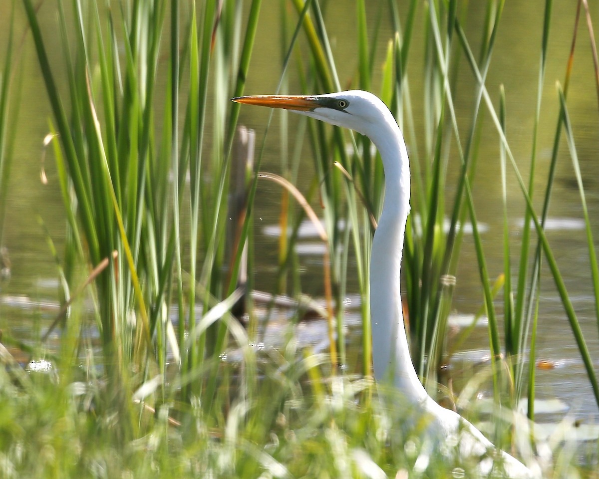 Great Egret - ML578040061