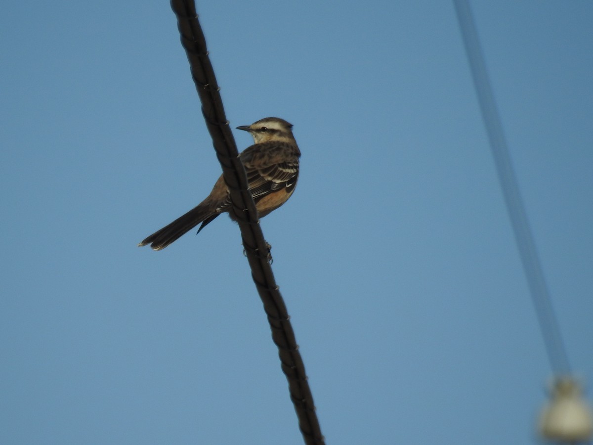 Chalk-browed Mockingbird - adriana centeno