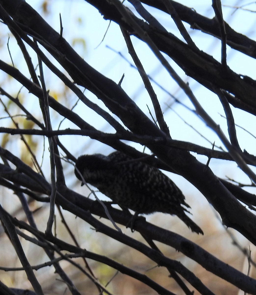 Checkered Woodpecker - adriana centeno