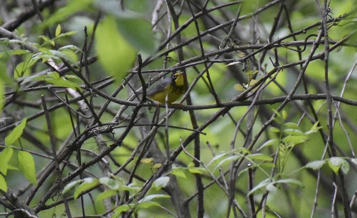 Canada Warbler - ML57804081