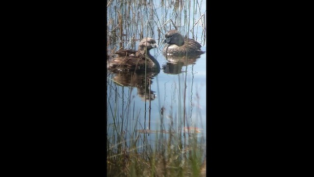 Pied-billed Grebe - ML578041141