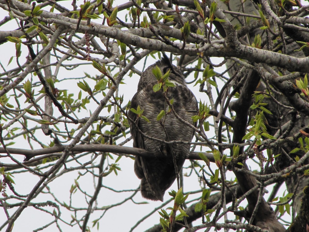 Great Horned Owl - Barbara Coll