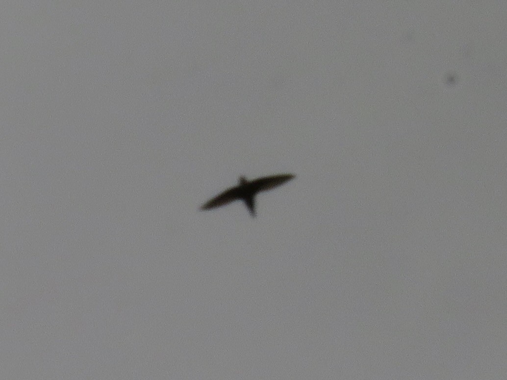 White-throated Swift - ML578043951