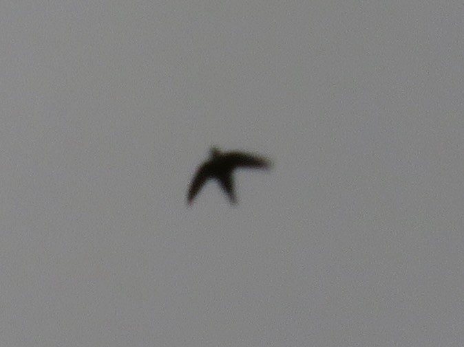 White-throated Swift - ML578043961