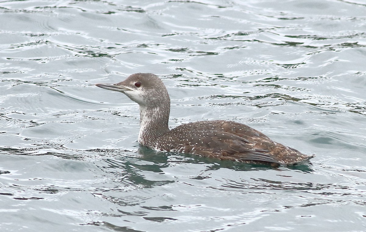 Red-throated Loon - ML57804401