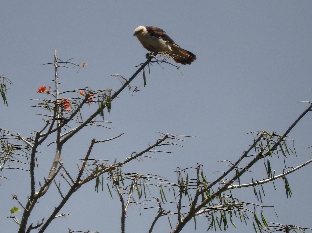 Yellow-headed Caracara - Adrianne Akmajian