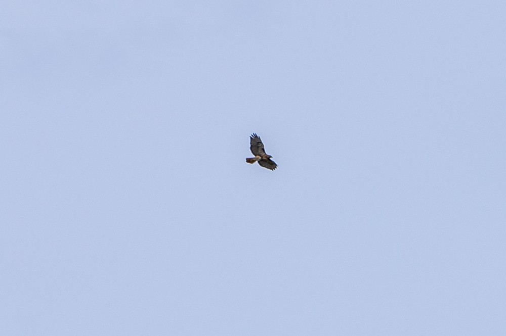 Red-tailed Hawk - Klervi Choulette