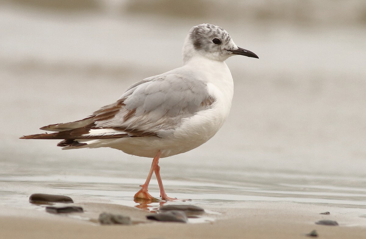 Bonaparte's Gull - ML57804461