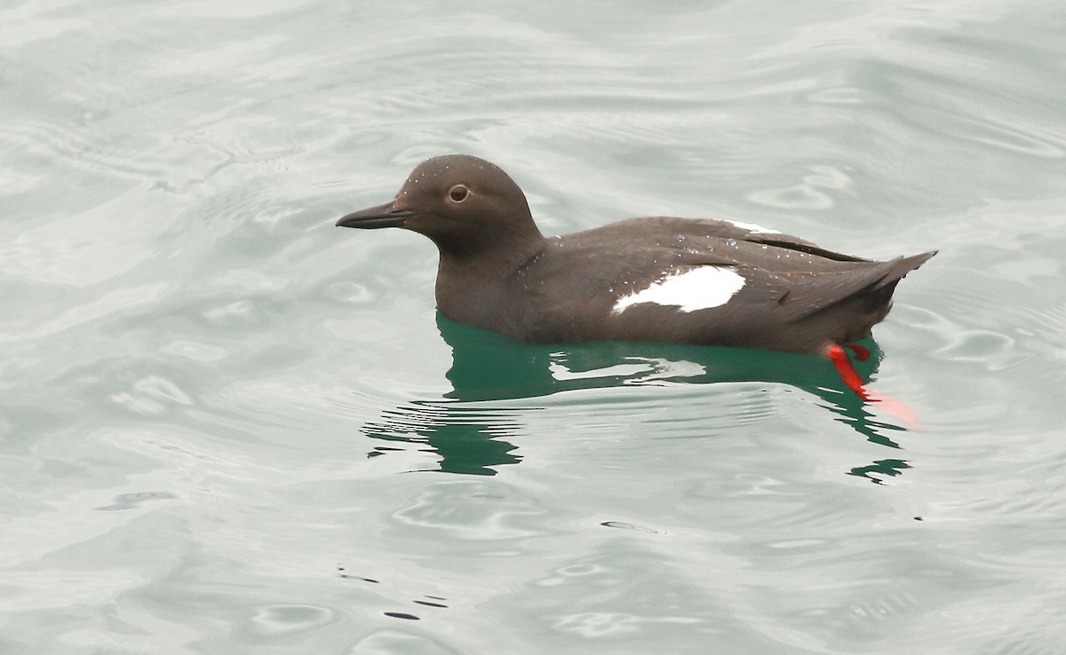 Pigeon Guillemot - ML57804471